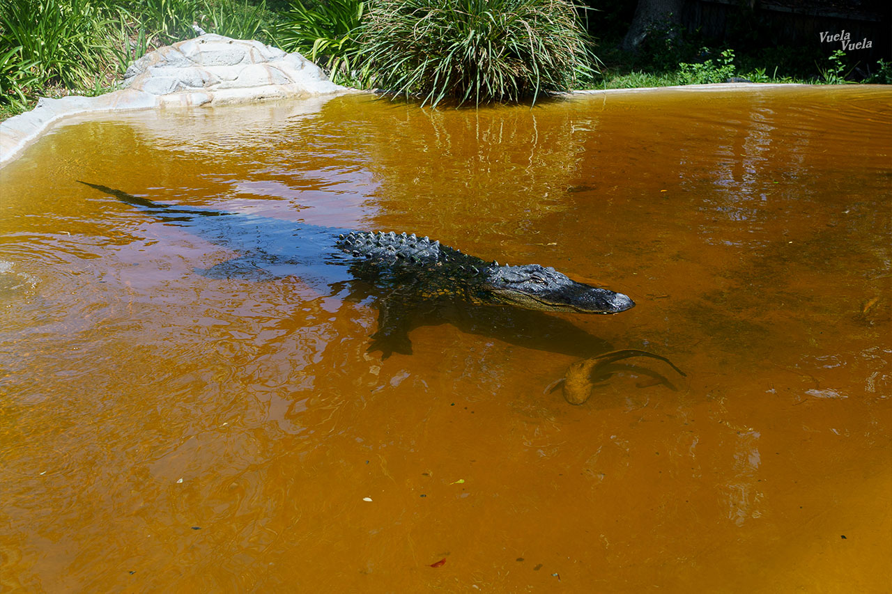 Sawgrass Everglades Florida