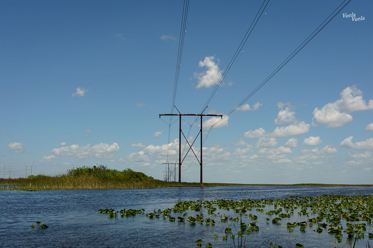 Sawgrass Everglades Florida